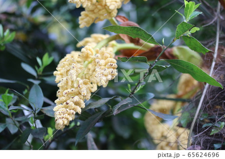 シュロ 棕櫚 の花の写真素材