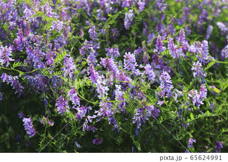 弱草藤（ナヨクサフジ）の花　　　　 65624991