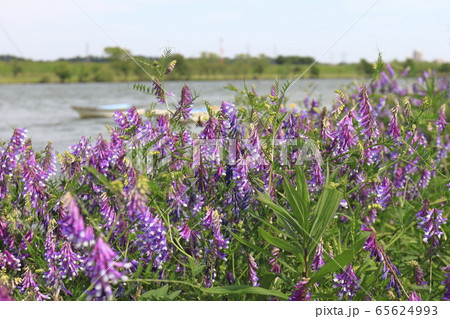 弱草藤（ナヨクサフジ）の花　　　　 65624993