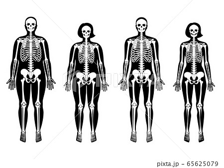 Woman and man skeleton anatomy 65625079