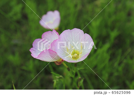 昼咲月見草 ヒルザキツキミソウ の写真素材