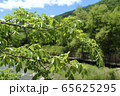 葉 緑 自然 65625295