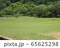 フル 芝生 緑 65625298