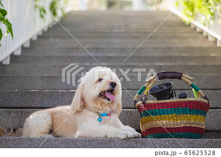 The dog sleeping on stairs, dog sleeping on Backdrop of stairs, relax pet, poodle terrier sleep looking, smile poodle dog, the dog picnics 65625528