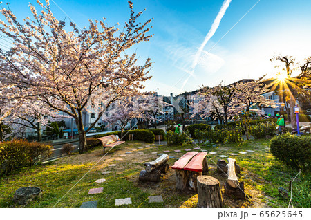 宝塚五月台、桜満開と斜陽 65625645