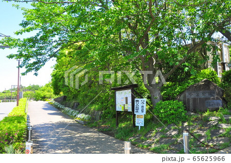 横浜市戸塚区　小雀公園正面口の新緑 65625966