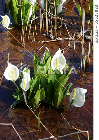 ミズバショウ 水芭蕉 ミズバショウ 水芭蕉 65625983