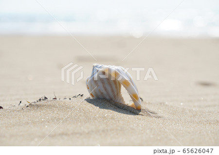 砂浜に巻き貝が落ちていた...3 砂浜に巻き貝が落ちていた...3 65626047