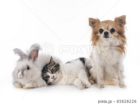 rabit, cat and chihuahua 65626226