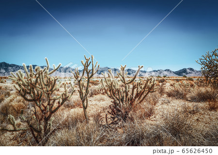 Wild cactus in natural habitat conditions. Wild cactus in natural habitat conditions. 65626450