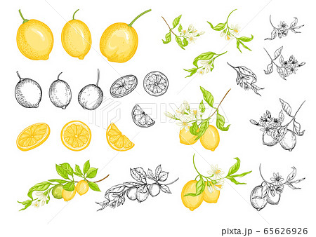 Lemon Tree Branch With Lemons のイラスト素材