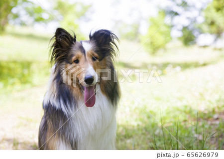 シェルティー（お座りポーズ） 屋外でお座りするシェルティー成犬の写真素材 [65656617] - PIXTA