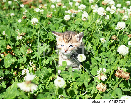 子猫・クローバー 65627034