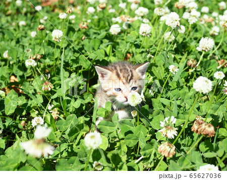 子猫・クローバー 65627036