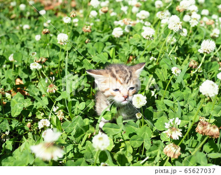 子猫・クローバー 65627037