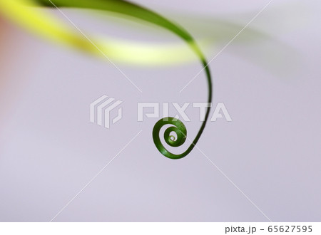 グロリオサの巻きひげ 65627595