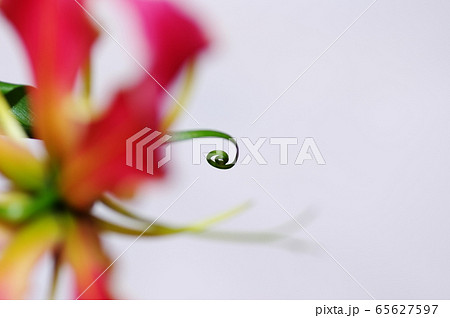 グロリオサの花のクローズアップ 65627597