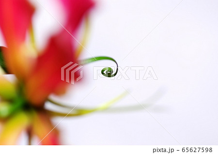 グロリオサの花のクローズアップ グロリオサの花のクローズアップ 65627598