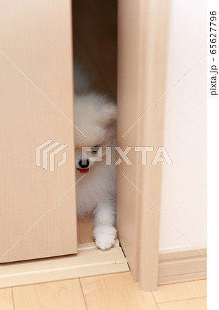 ポメラニアン (犬 ドッグ イヌ 生物 動物 血統書 仔犬 子供 ホワイト 白 血統 洋犬 しつけ) ポメラニアン (犬 ドッグ イヌ 生物 動物 血統書 仔犬 子供 ホワイト 白 血統 洋犬 しつけ) 65627796