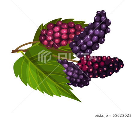 Branch of Mulberry with Lobed Leaf and Fully Ripe Black Berries Vector Illustration 65628022