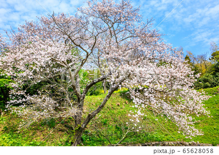 江迎中央公園の桜 【長崎県佐世保市】 江迎中央公園の桜 【長崎県佐世保市】 65628058