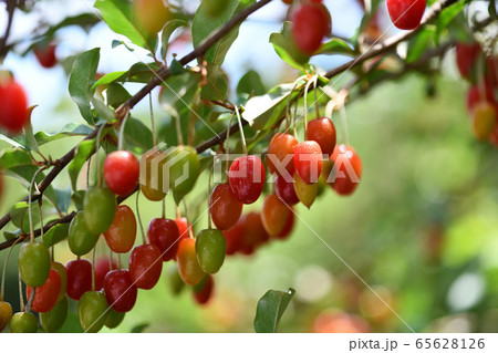 ナツグミの実 65628126