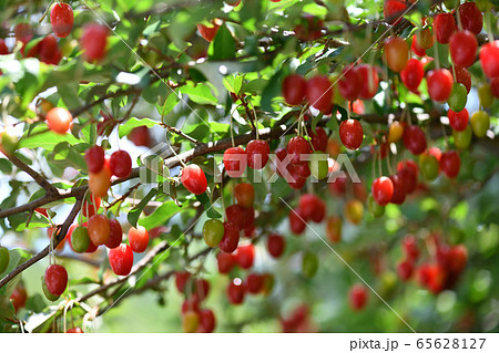 ナツグミの実 65628127