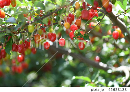 ナツグミの実 65628128