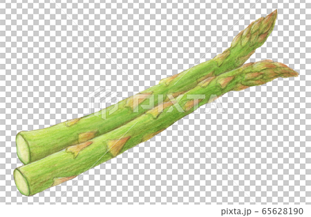 アスパラガス 野菜 手描き 水彩のイラスト素材 アスパラガス 野菜 手描き 水彩のイラスト素材