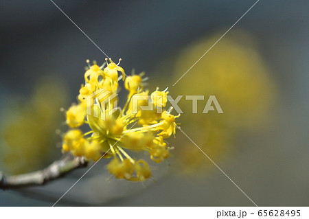 庭のサンシュユ 65628495