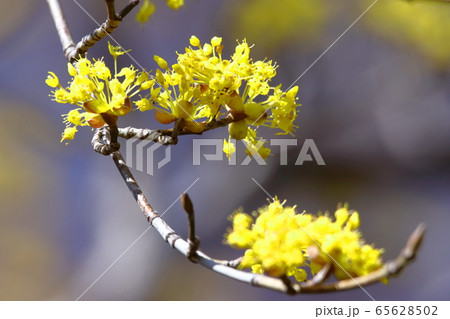 庭のサンシュユ 65628502