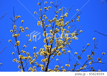 庭のサンシュユ 65628504