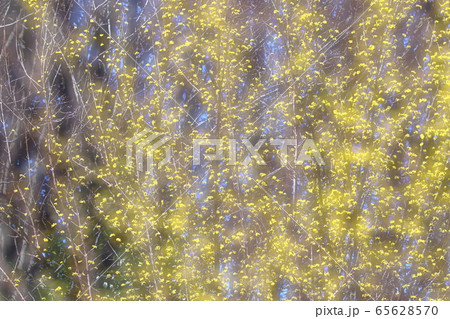 庭のサンシュユ 65628570