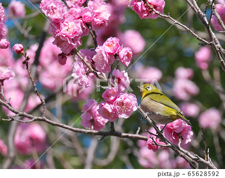 満開の梅の花とメジロ 65628592