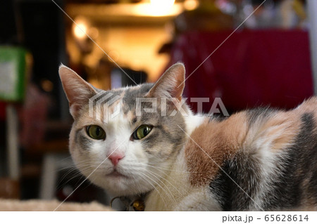 カメラ目線の猫 65628614