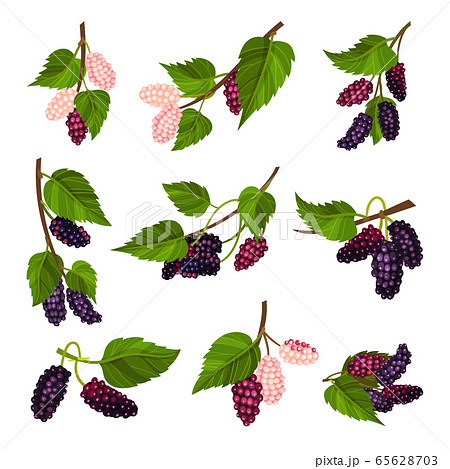 Mulberry Branch With Immature Pink Berries And のイラスト素材