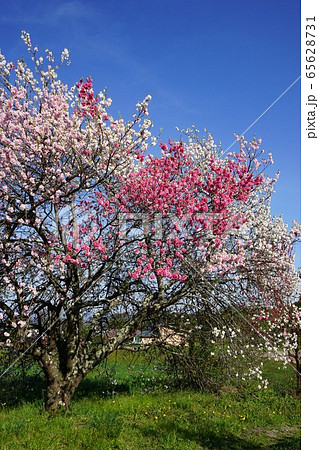 志和古稲荷前の源平桃 65628731