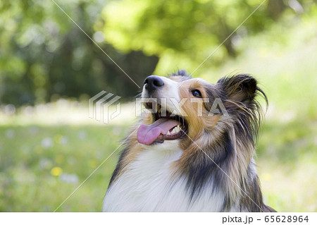 お座りするシェルティー成犬の写真素材 [65628964] - PIXTA