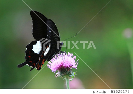 モンキアゲハチョウ 65629175