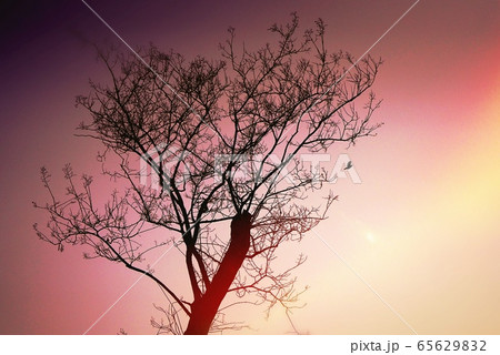 夕暮れ 木と鳥 夕暮れ 木と鳥 65629832