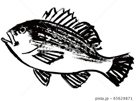 めばる　水彩画 65629871