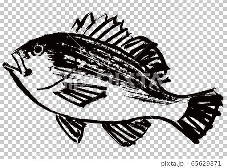 めばる　水彩画 65629871