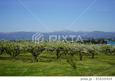 春の早池峰山と梨の花 春の早池峰山と梨の花 65630404