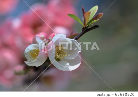 華やかに咲く 華やかに咲く 65630520