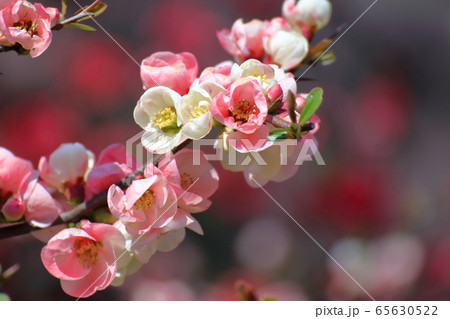 華やかに咲く 華やかに咲く 65630522