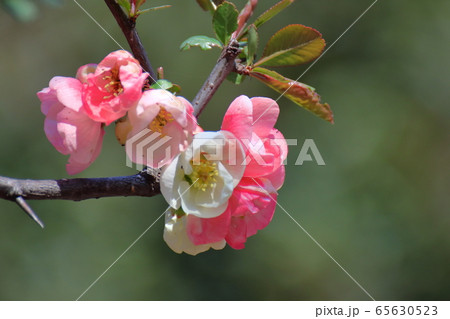 華やかに咲く 華やかに咲く 65630523