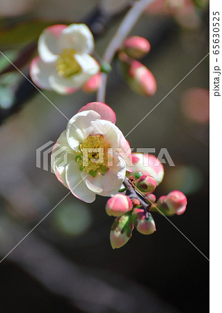 華やかに咲く 65630525