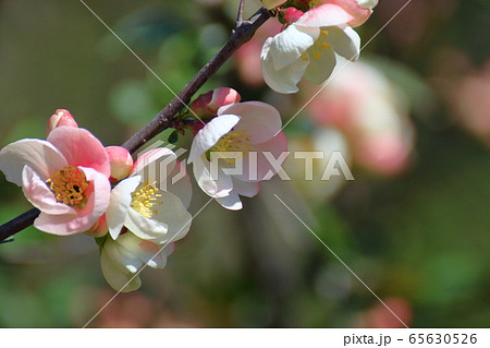 華やかに咲く 華やかに咲く 65630526