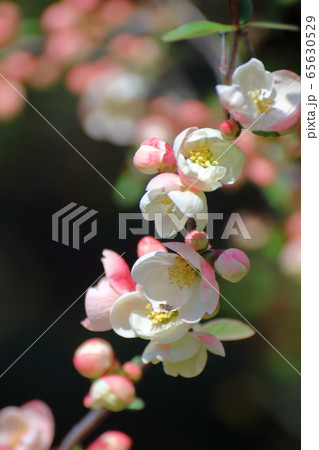 華やかに咲く 華やかに咲く 65630529
