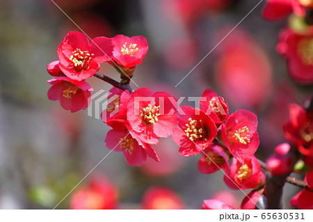 華やかに咲く 65630531